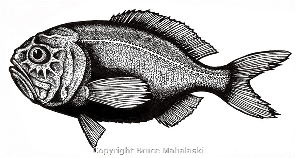 010 - Orange Roughy Picture 2